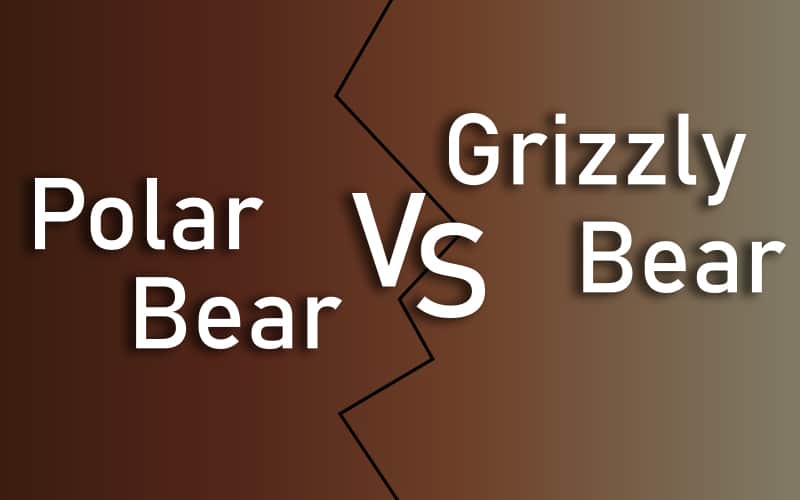 Polar Bear VS Grizzly Bear