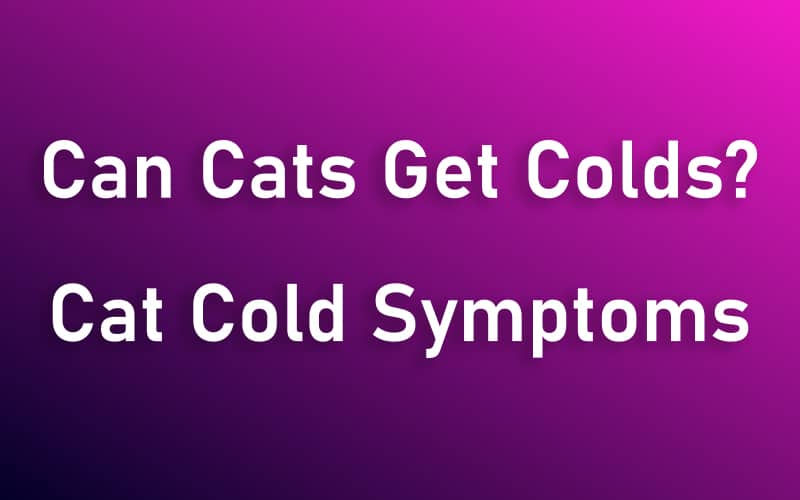 Can Cats Get Colds? – Cat Cold Symptoms