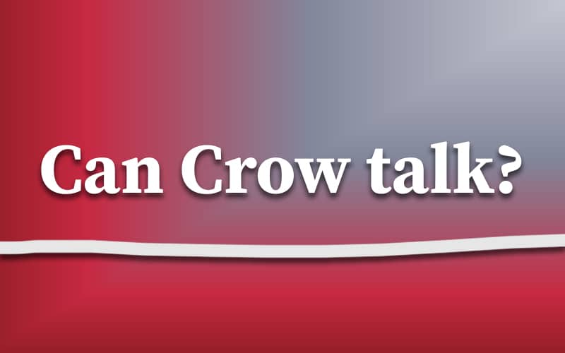Can Crows talk?